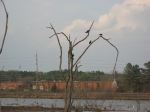 Raleigh Swamp