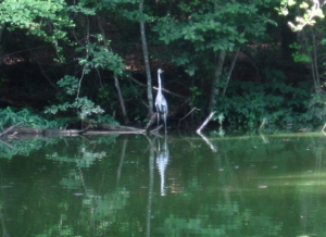 Great Blue Heron at Brookhaven Nature Park