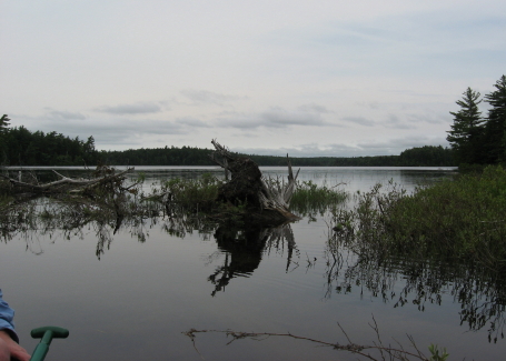 Long Pond from marshy area_1_1