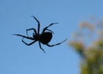 barn spider in silhouette_1_1