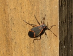 box elder beetle at Hodge Rd RR bridge_1_1