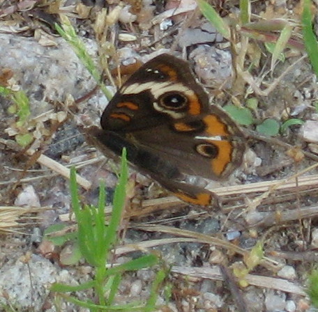gar hole butterfly