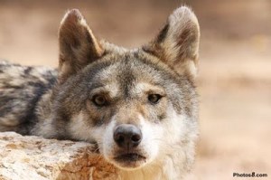 Wolf Face by Photos8