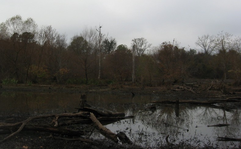 Blue Heron rookery at Raleigh Swamp