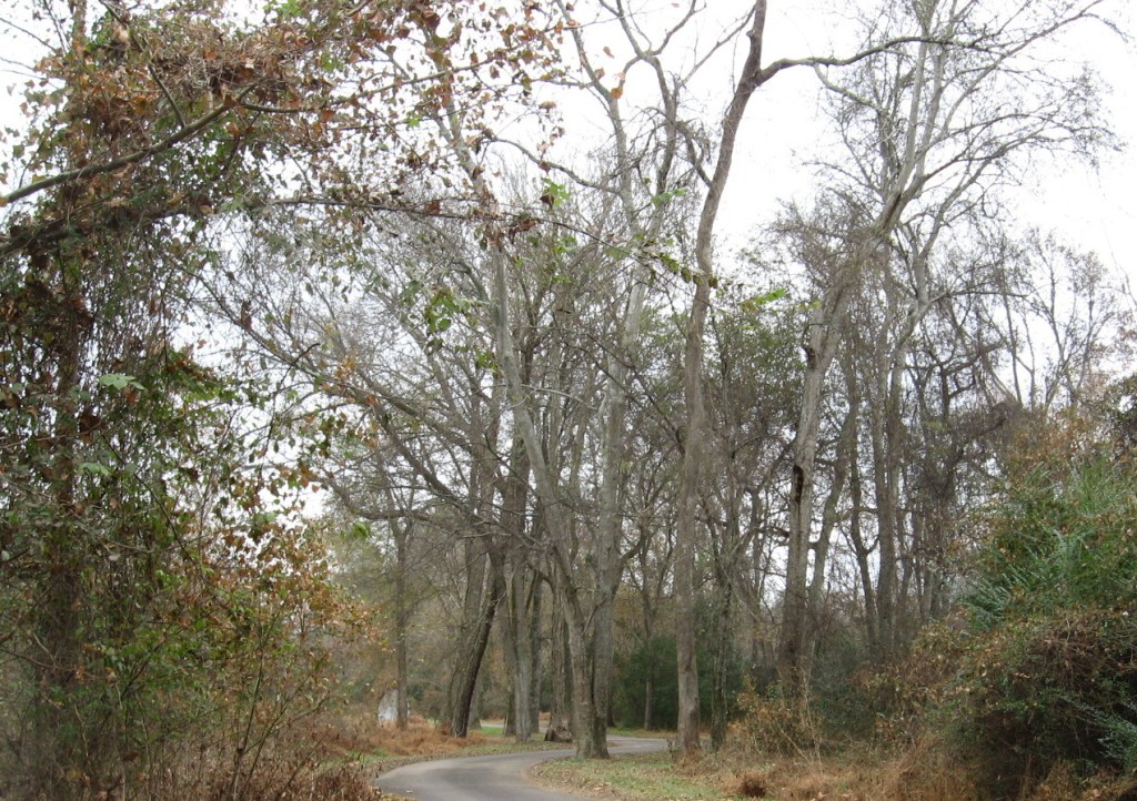 hackberry grove on Buckeye just east of Raleigh Boulevard