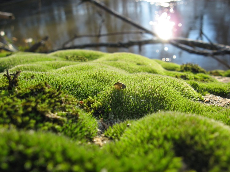 moss on rocky overhang